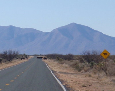 Cattle Crossing.